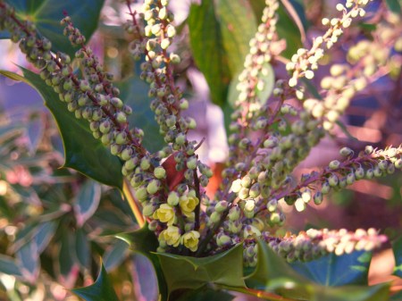 Leatherleaf mahonia