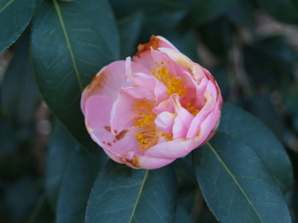 Cold damaged camellia flower