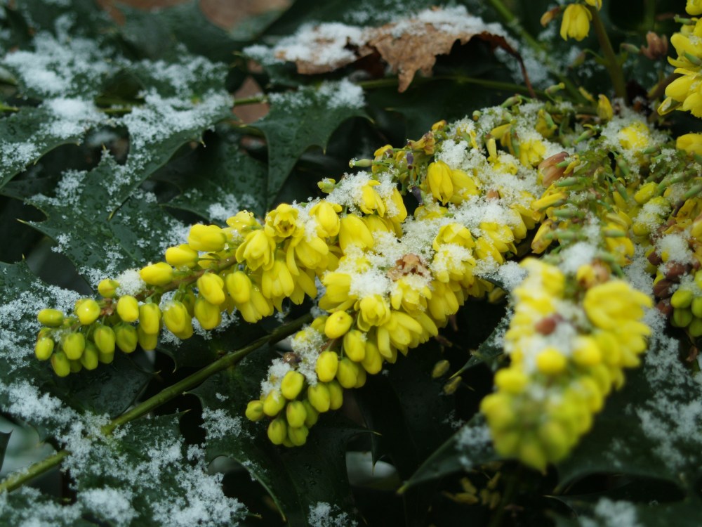 Winter Sun mahonia in January