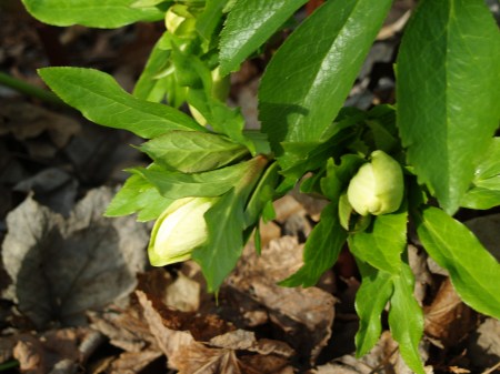 Hellebore flower buds in early January