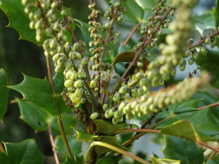 Leatherleaf mahonia in early January