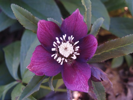 Hellebore in mid January