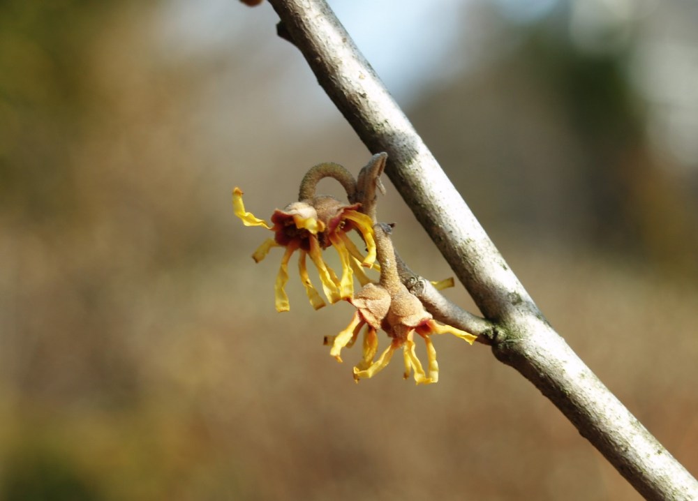 Vernal witch hazel in early January