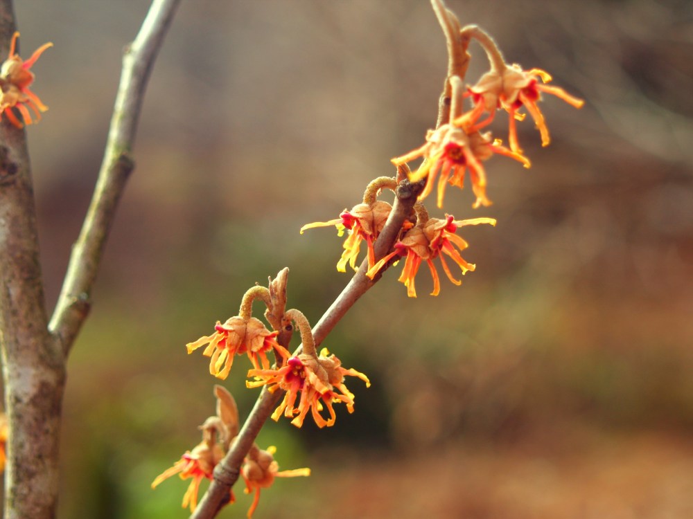 Vernal witch hazel in January