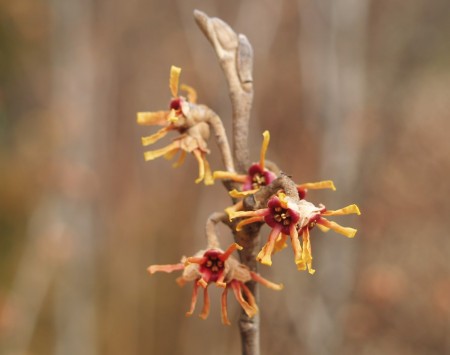 Vernal witch hazel in late January