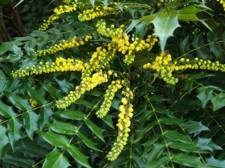 Winter Sun mahonia in January