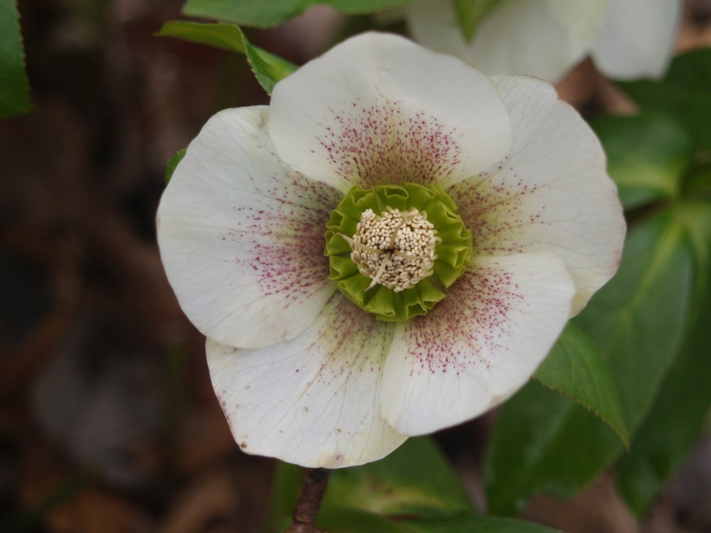 Hellebore in mid February