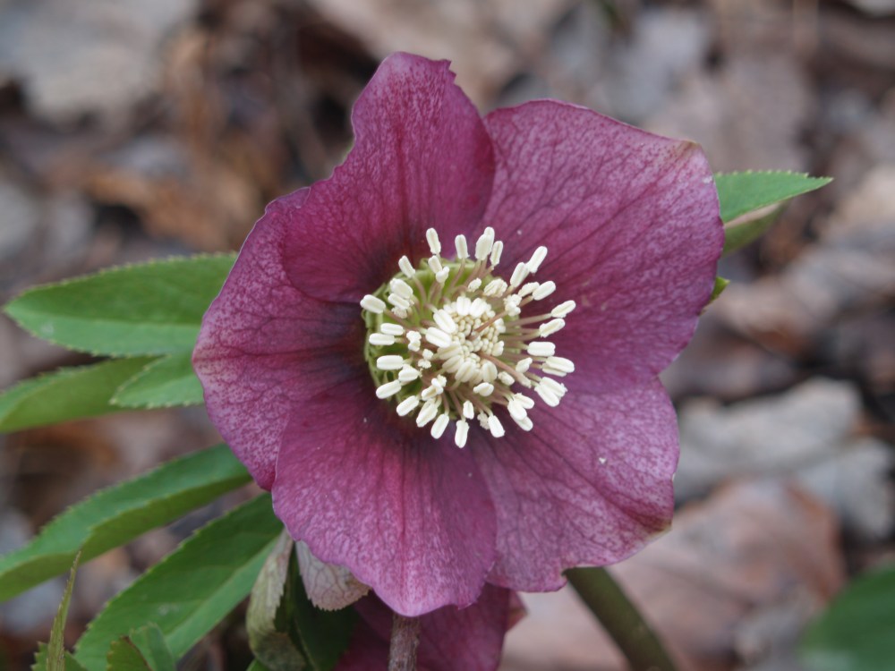 Hellebore in mid February - after leaves have been removed.