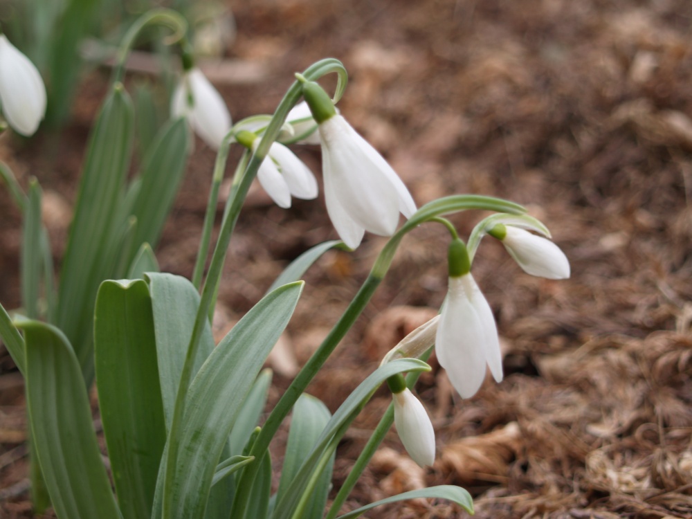 Snowdrops in late February