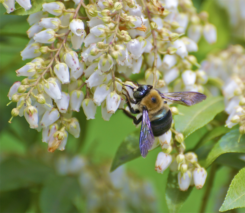A bee magnet – Ramblin' through Dave's Garden
