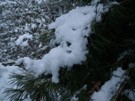 Japanese Umbrella pine in March snow