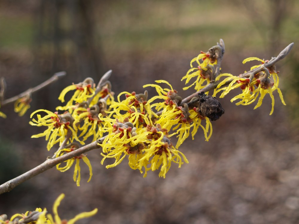 Arnold Promise witch hazel