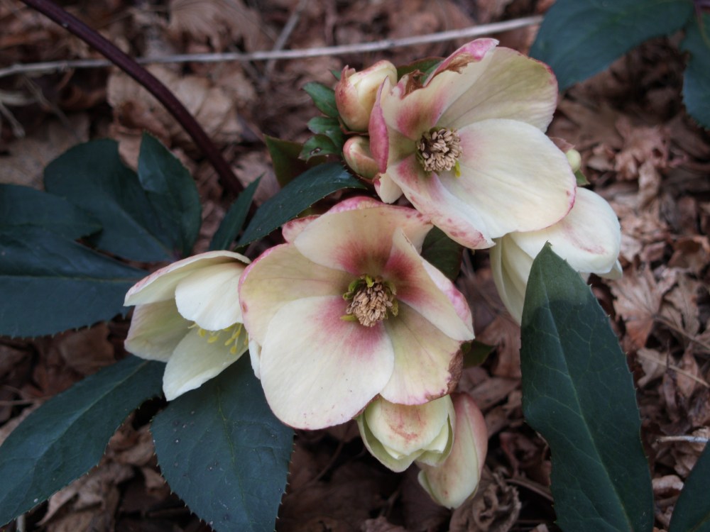 Hellebores in early March