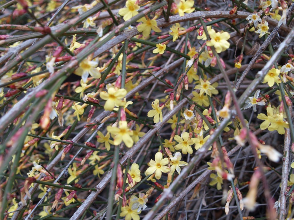 Winter jasmine in early March