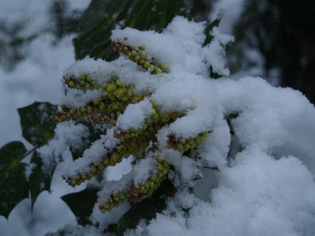 Leatherleaf mahonia blooming in March snow