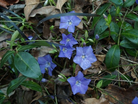 Vinca minor in mid March