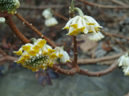 Paperbush flowering in mid March