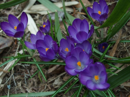 Crocuses in mid March