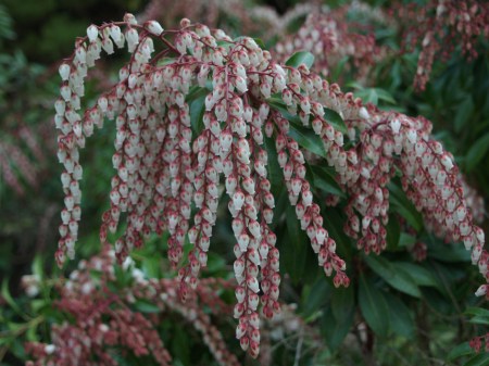 Dorothy Wyckoff pieris in mid March 