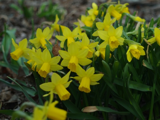 Mini daffodils in mid March
