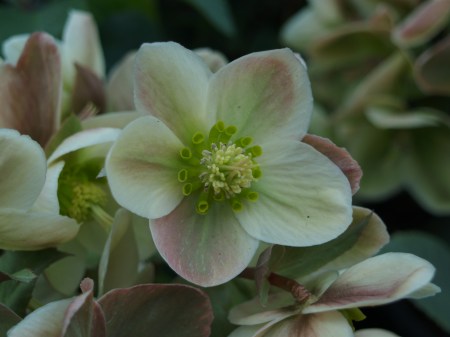 Hellebores in bloom, ready to plant