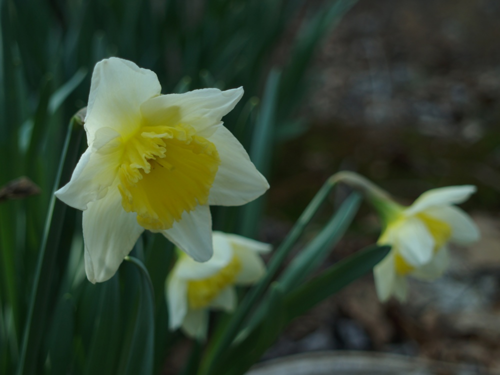 Daffodils in late March