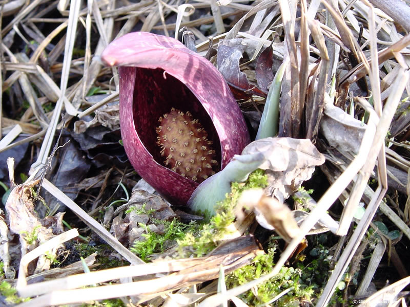skunk_cabbage_lg