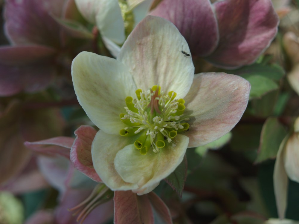 Late flowering hellebore