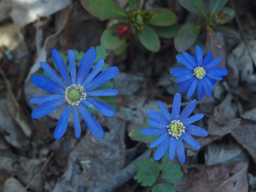 Anemones in the leaf clutter