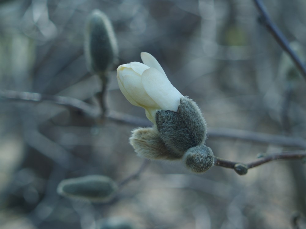 Royal Star magnolia in early April