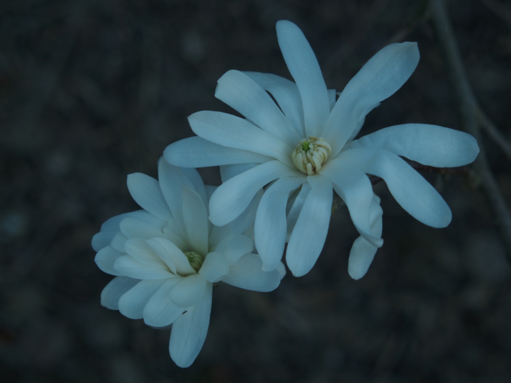 Star magnolia flowers are likely to be damaged in freezing temperatures.