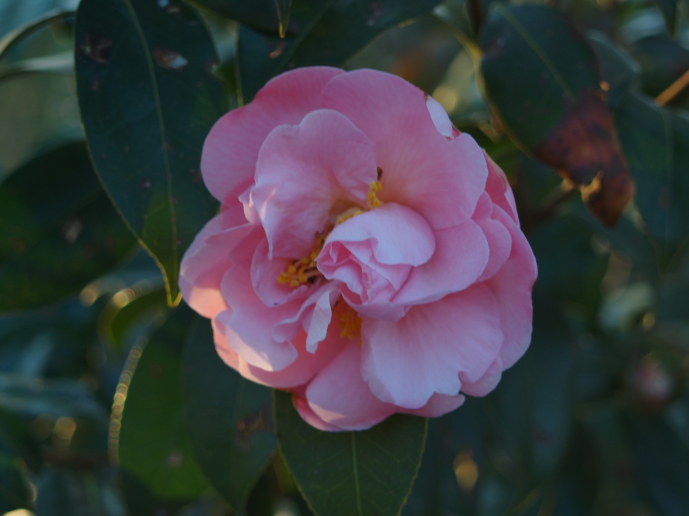 Winter's Star camellia flowering in April