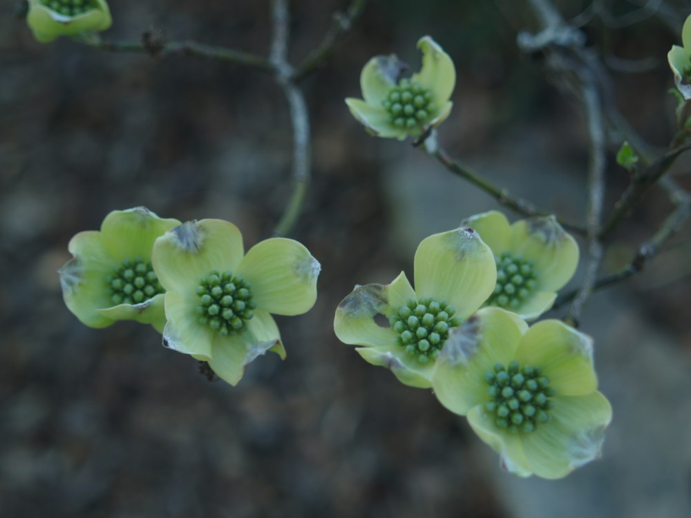 White dogwood just before peak bloom
