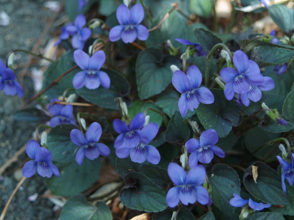 Purple leafed violets spread quickly