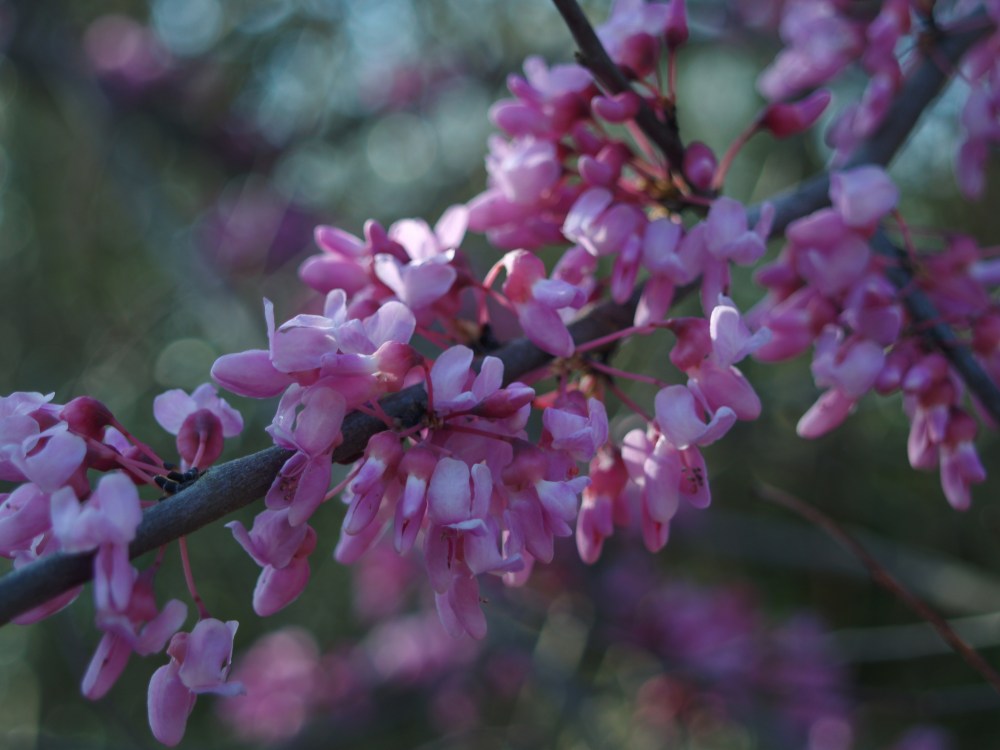 Redbud blooming in mid April