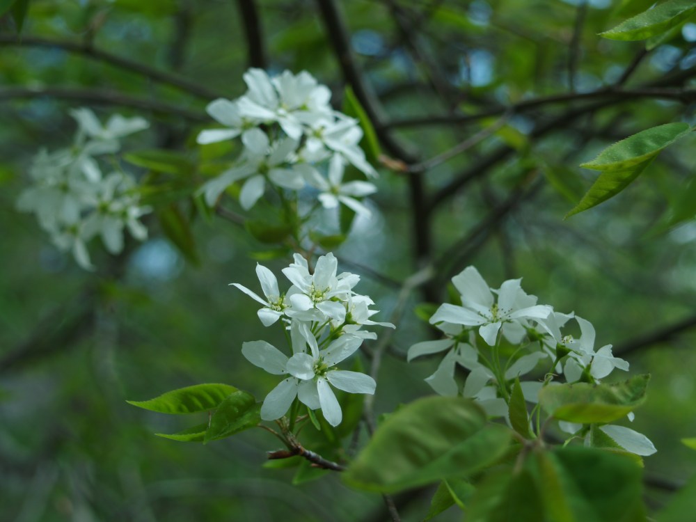 Serviceberry in mid April