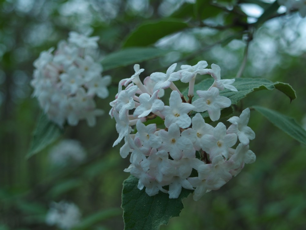 Carlesi viburnum