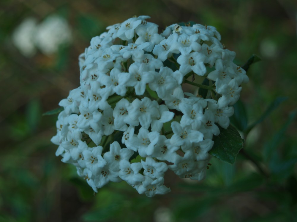 Burkwood viburnum