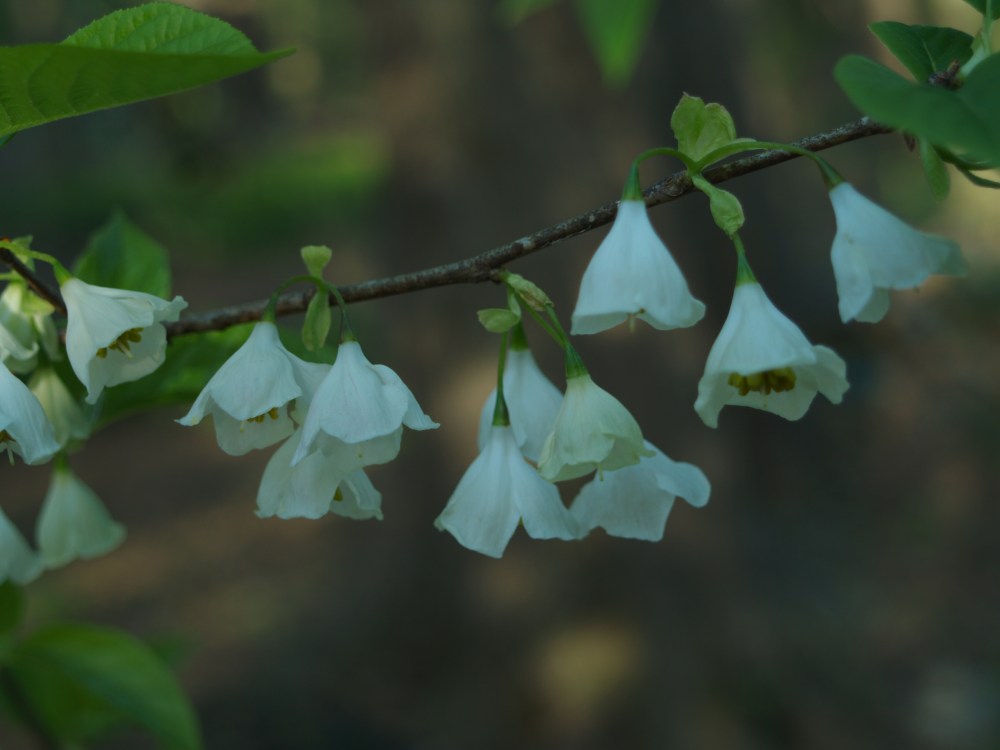 Carolina silverbell in late April