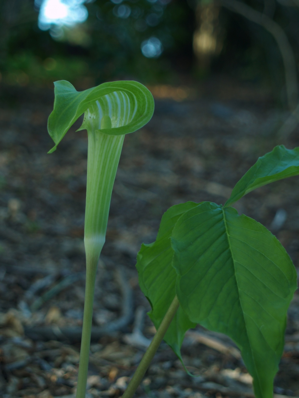 Jack in the Pulpit in late April