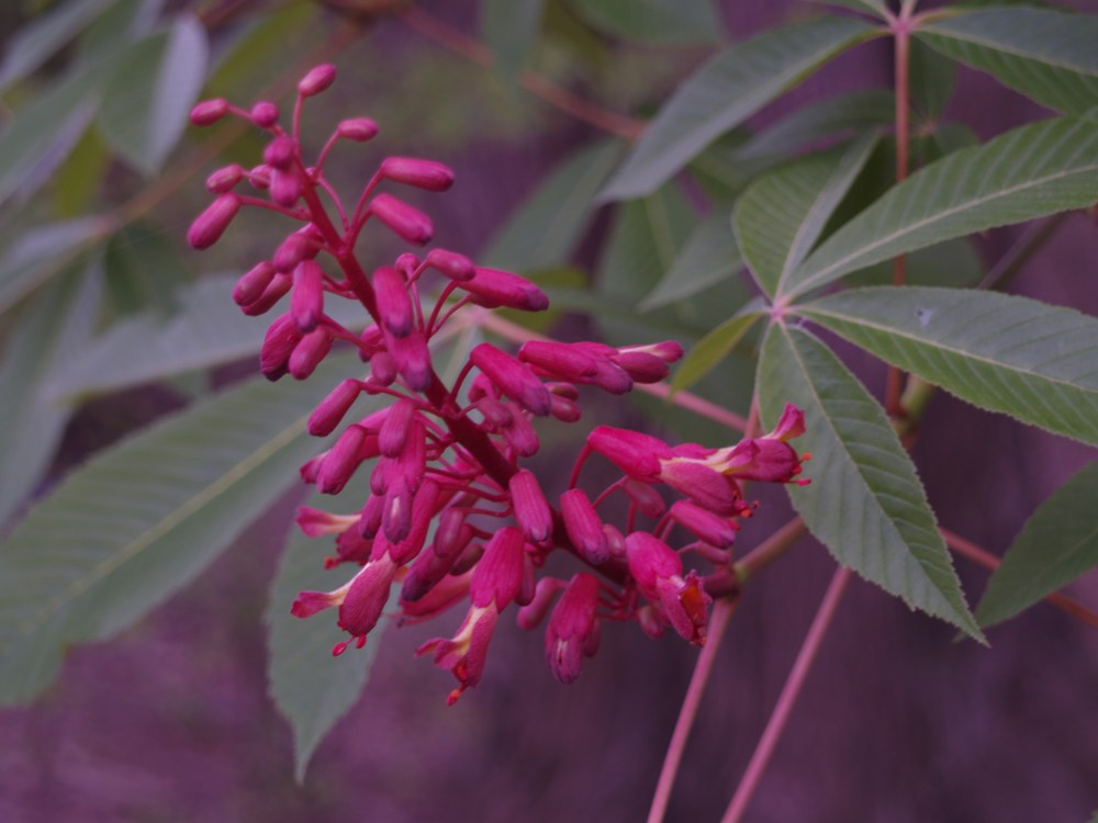Red Buckeye in late April