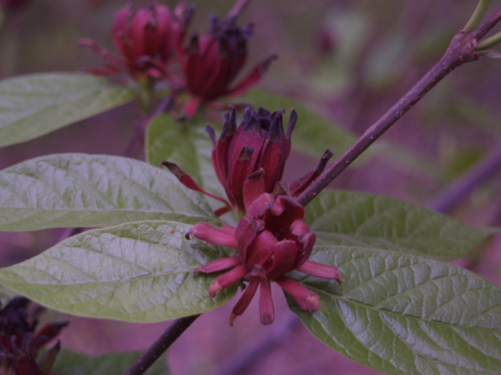 Sweetshrub in late April