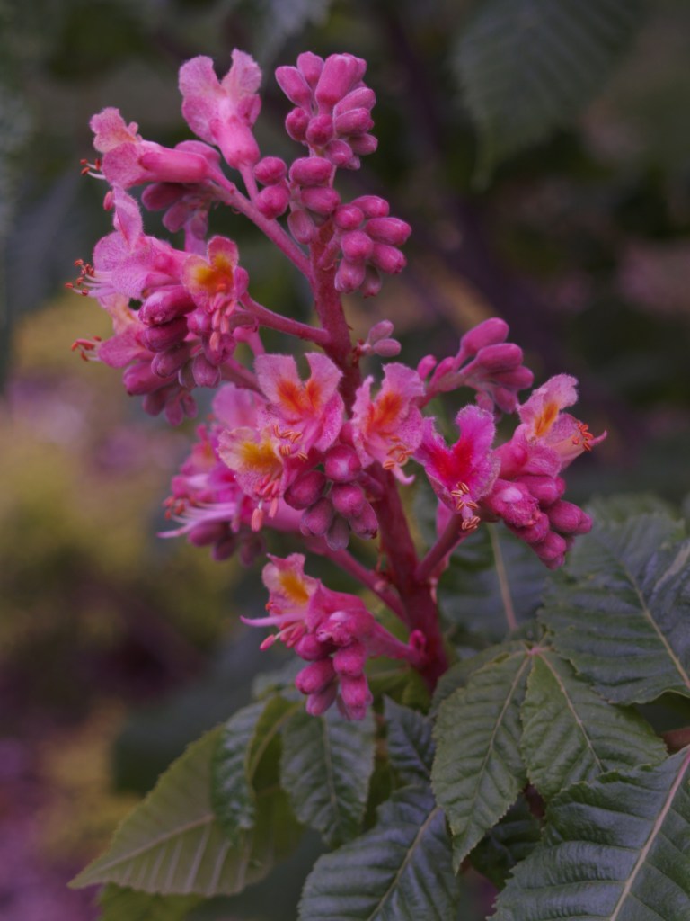 Red horsechestnut in late April
