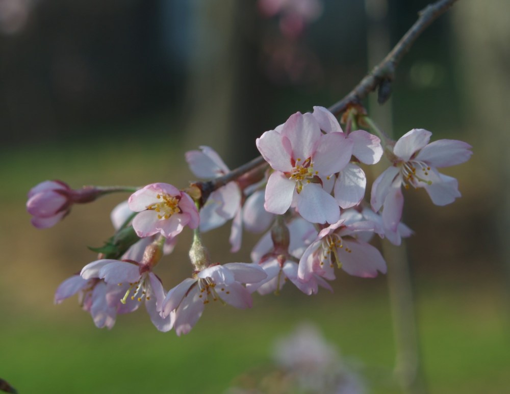 Weeping pink cherry in early April