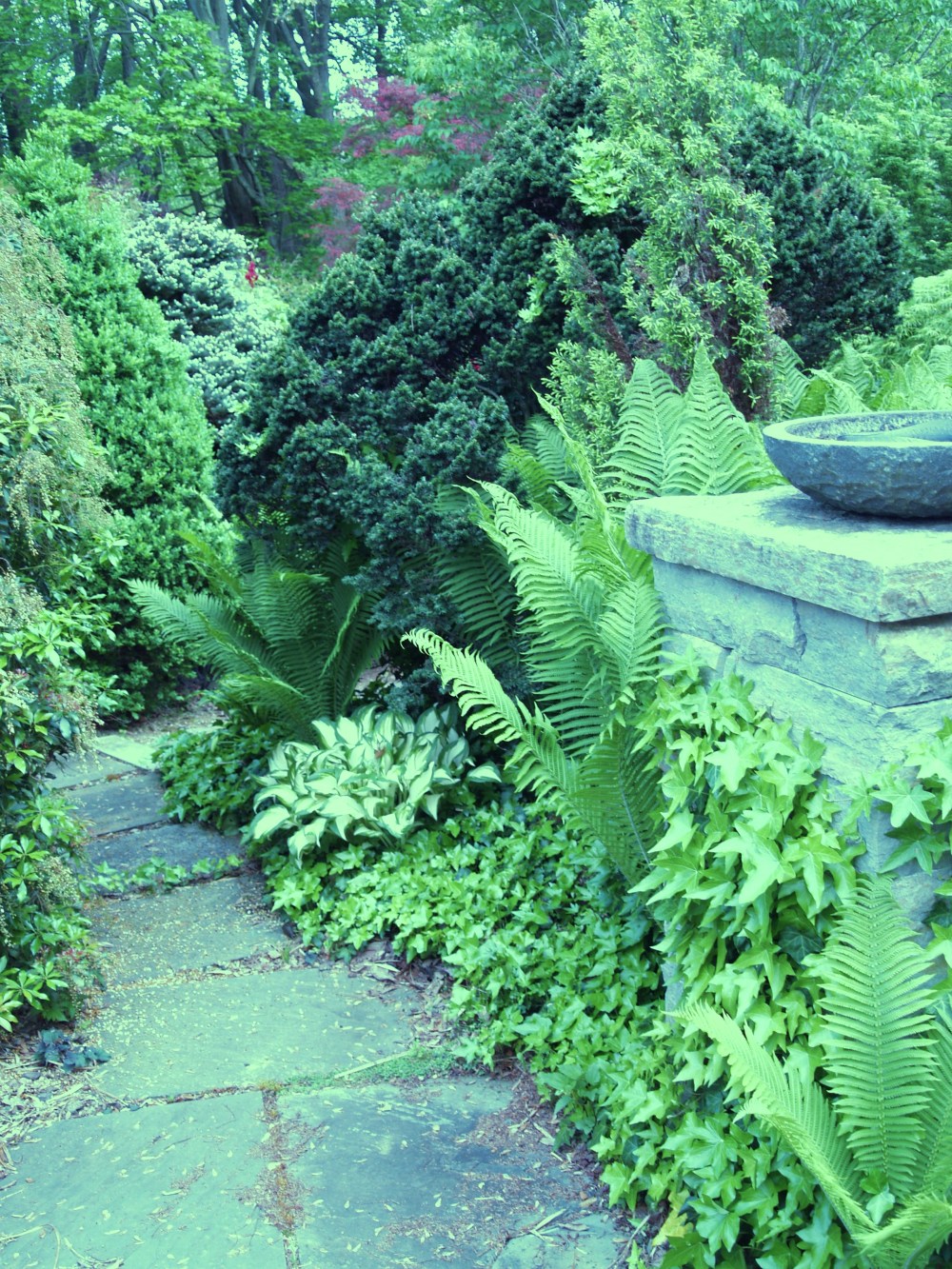 Ferns, dwarf hemlock, and hosta