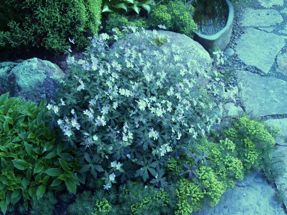 Geranium and euphorbia