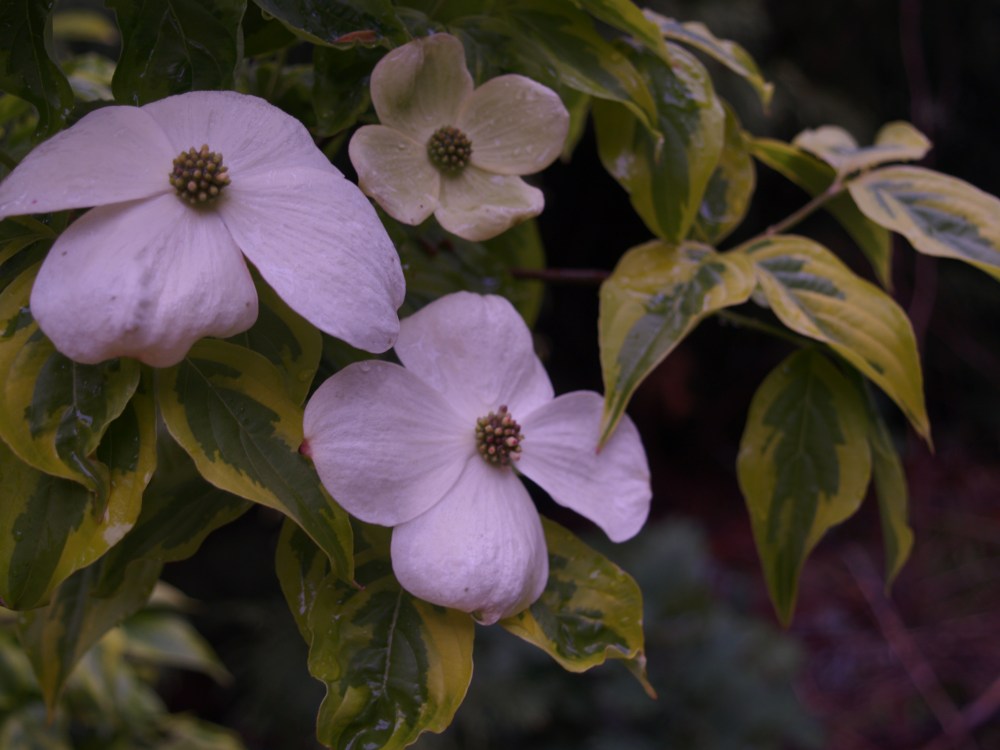 Celestial Shadow dogwood in early May