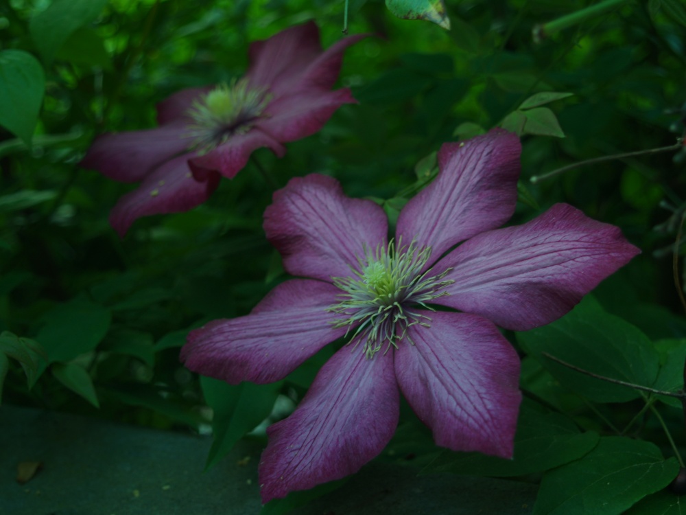 Jackmanii clematis in mid May