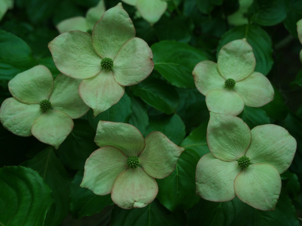 Satomi Chinese dogwood in late May