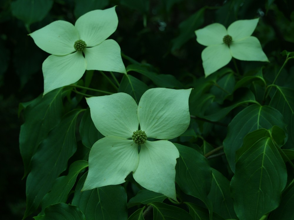Galilean Chinese dogwood in late May